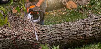 How Our Tree Care Process Works  in  Temple, PA